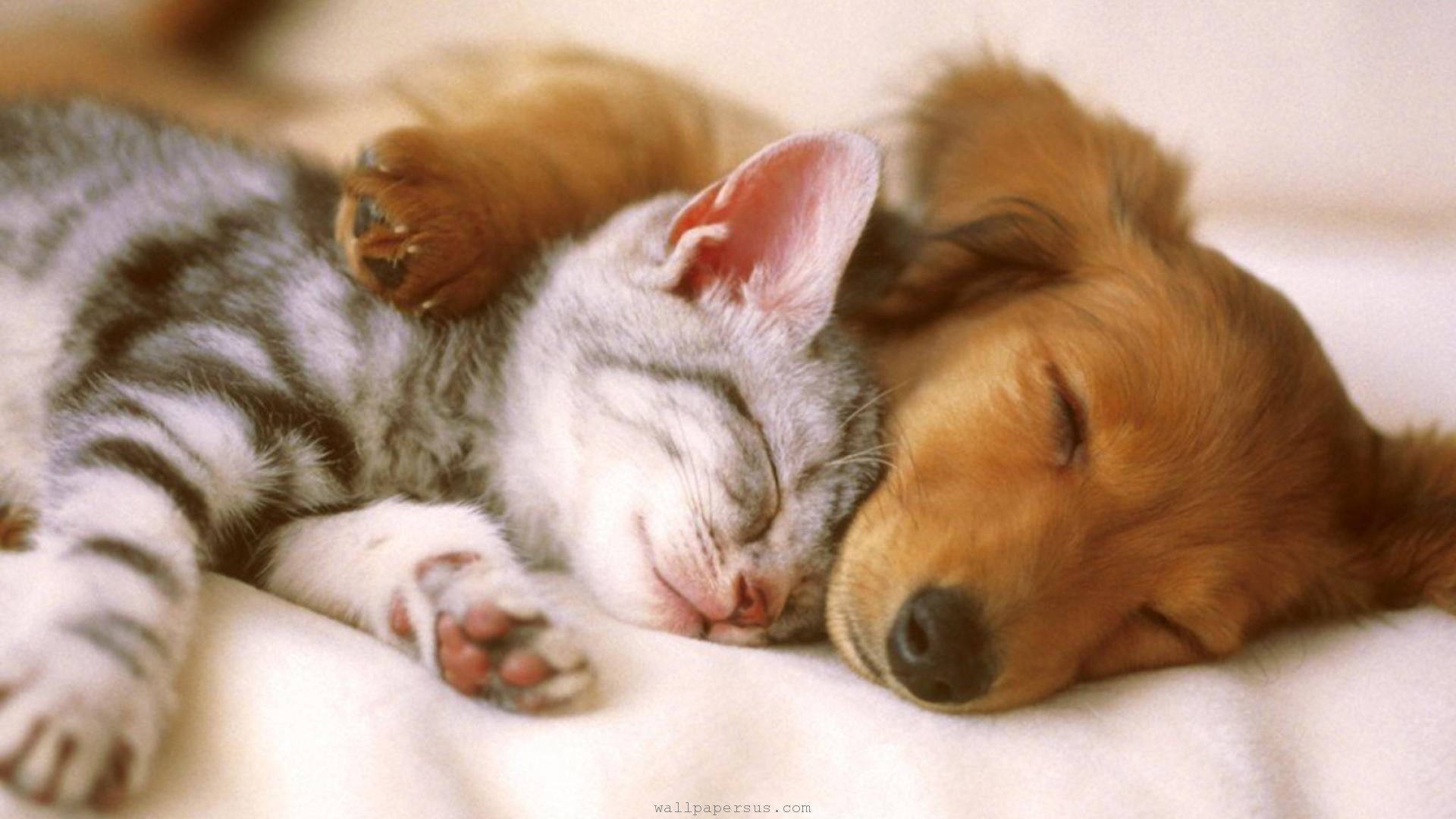 cute images of a puppy dowload