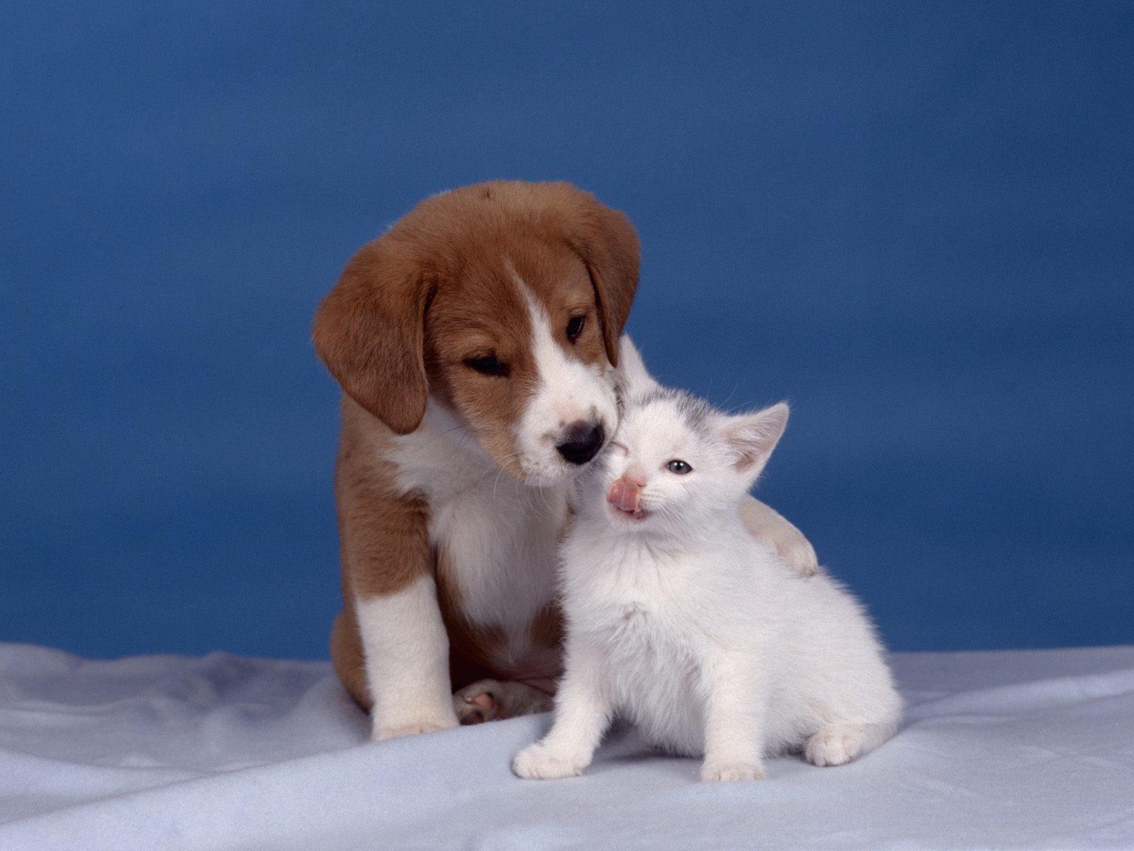 cute images of baby dogs dowload