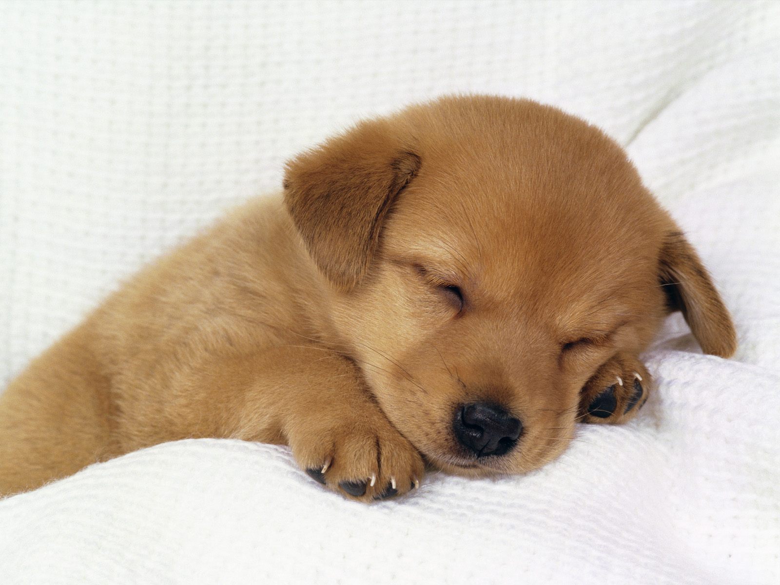 cute images of baby puppies dowload