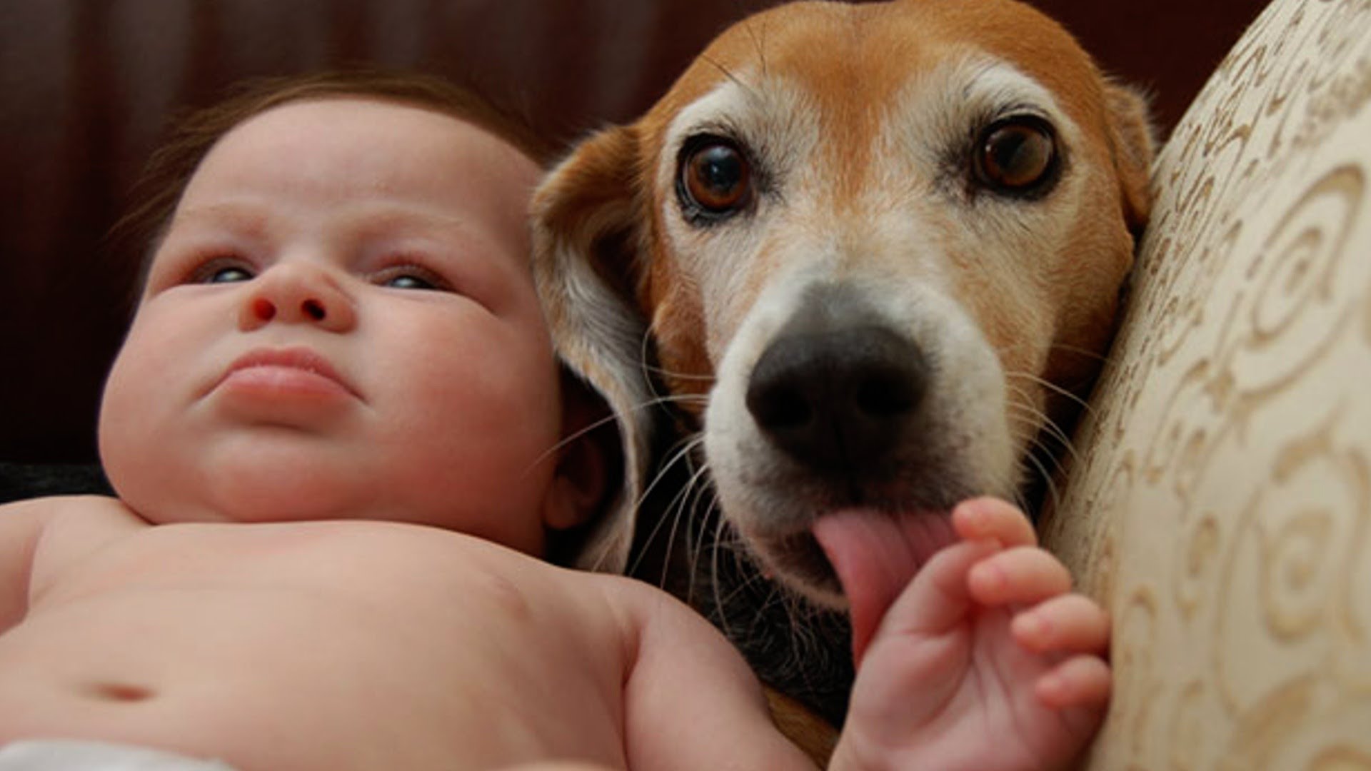 cute images of dogs and cats dowload