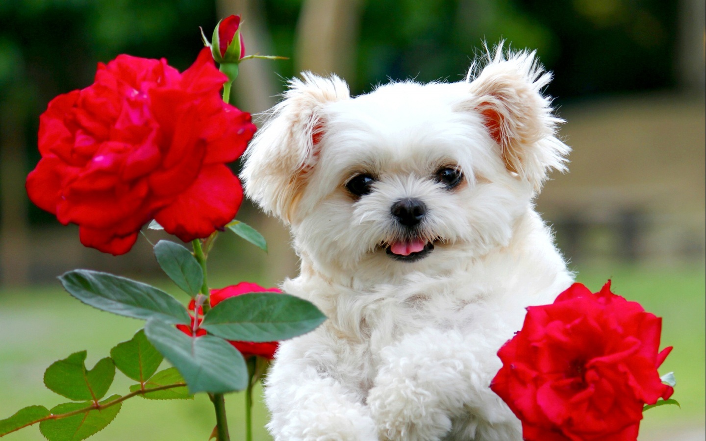 cute images of dogs and puppies dowload