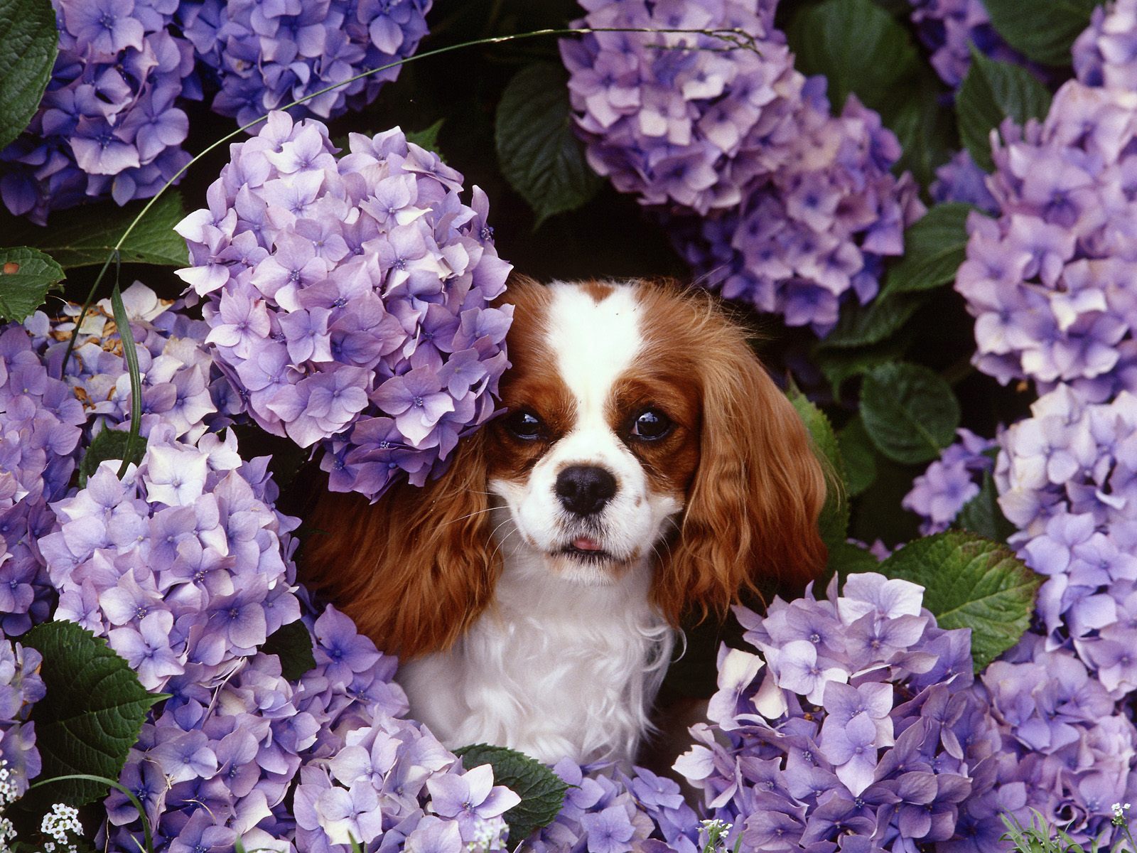 cute images of puppies wallpaper