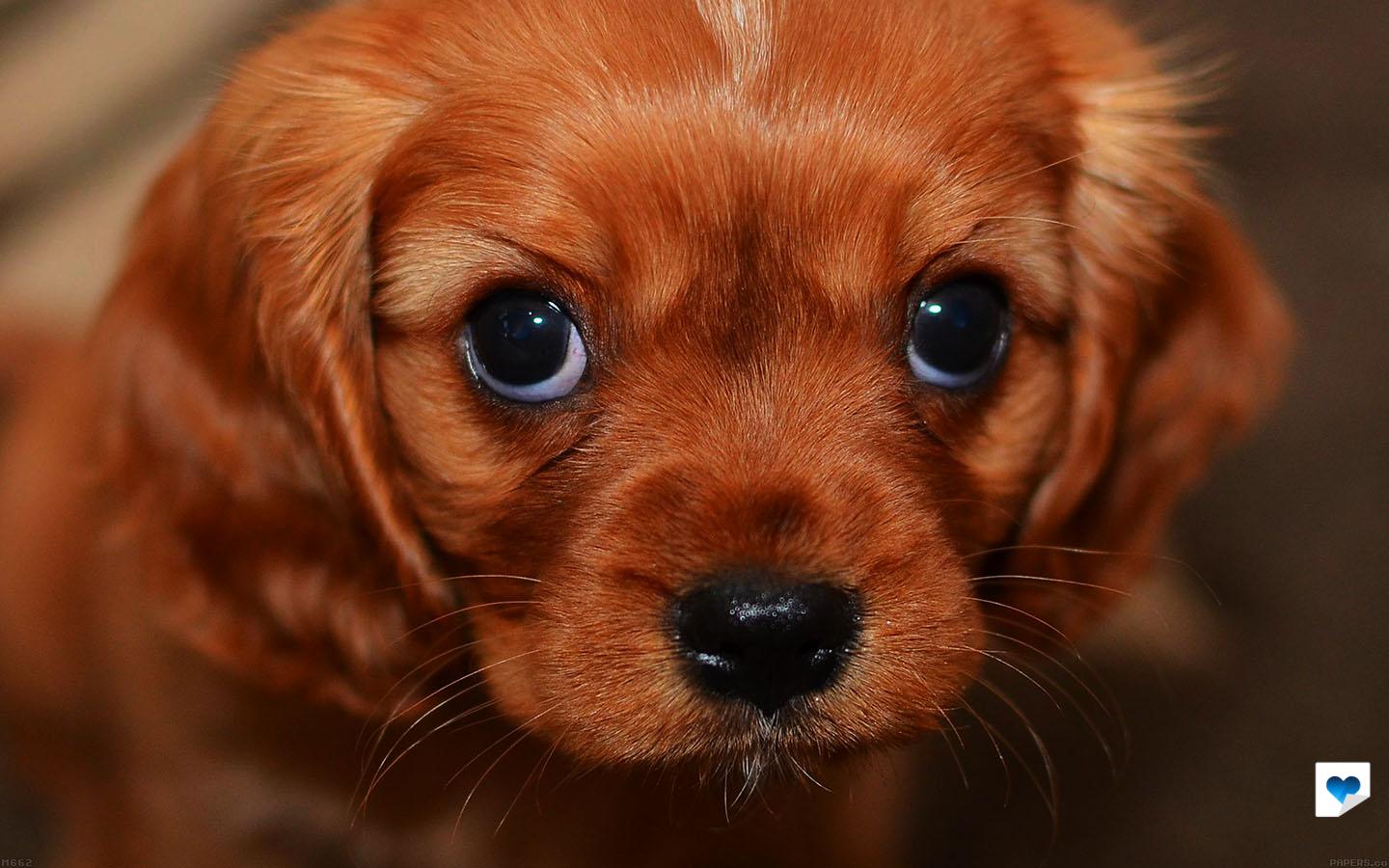 cute images of puppys wallpaper