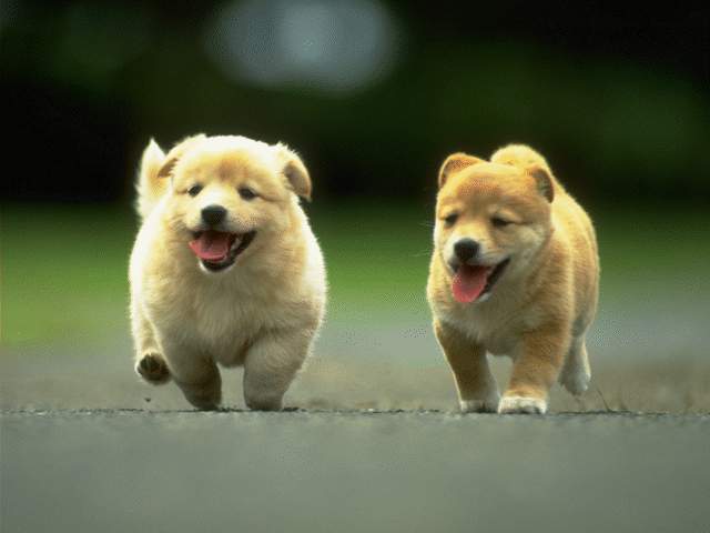 cute images of puppys