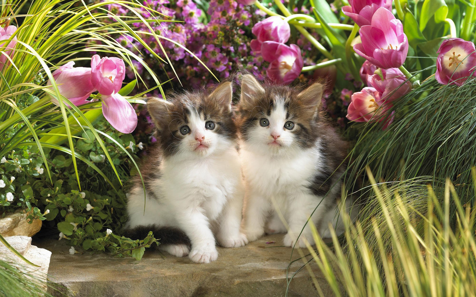 cute kitten and cat images dowload