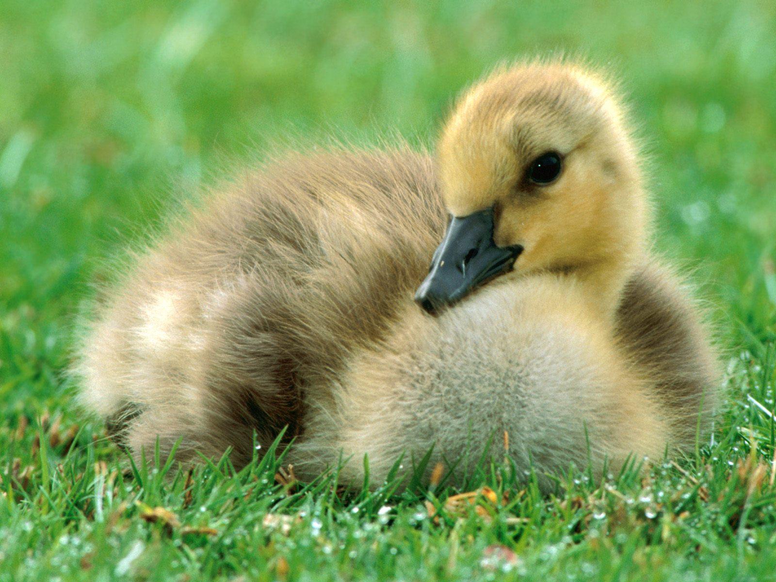 cute pics of baby puppies wallpaper