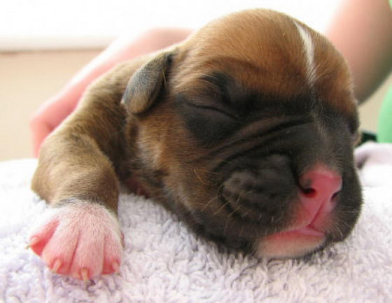 cute pics of baby puppies