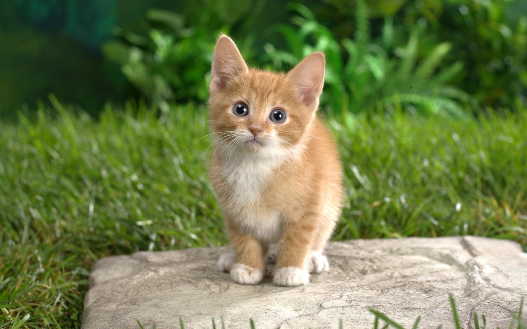 cute pics of dogs and cats dowload