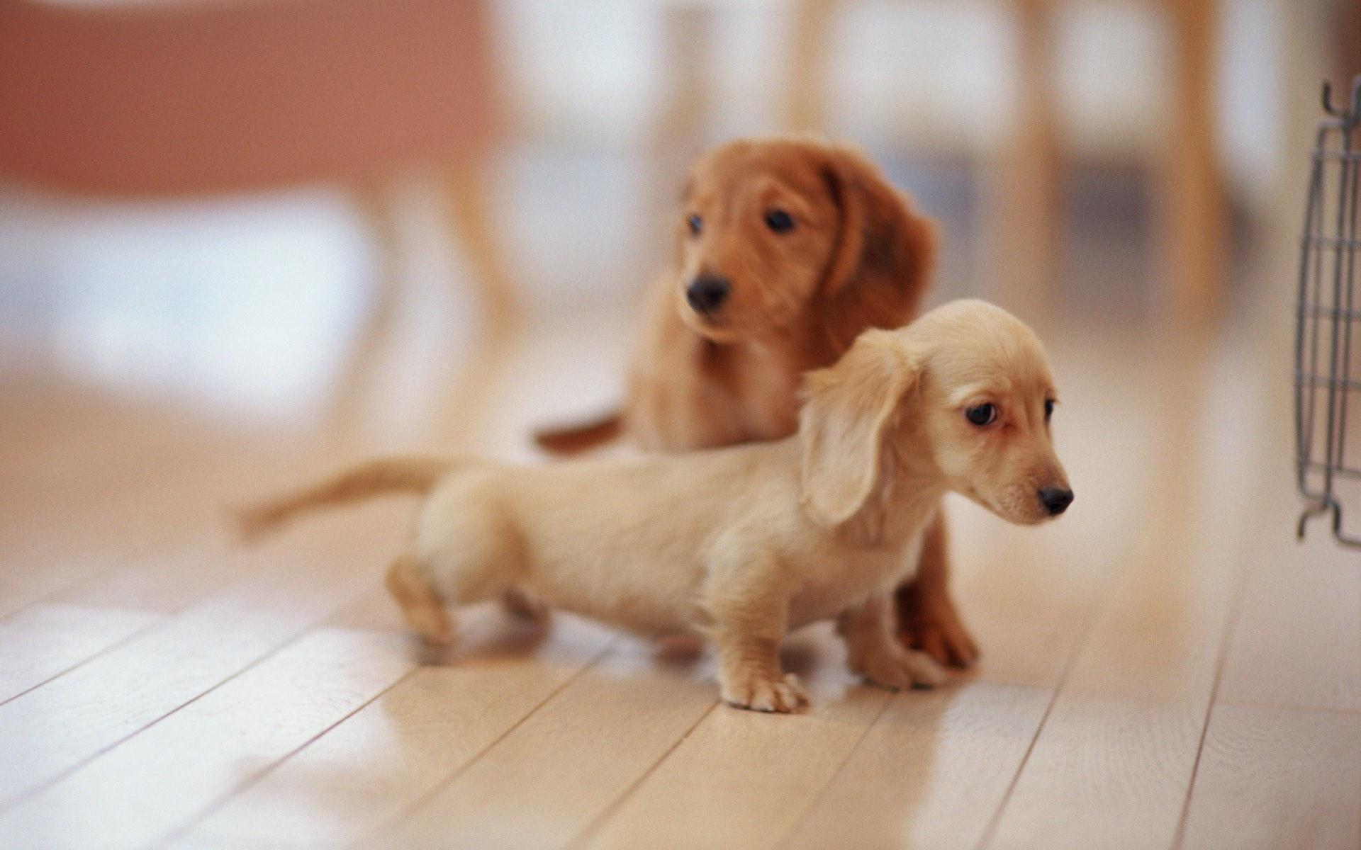 cute pics of puppies and dogs dowload