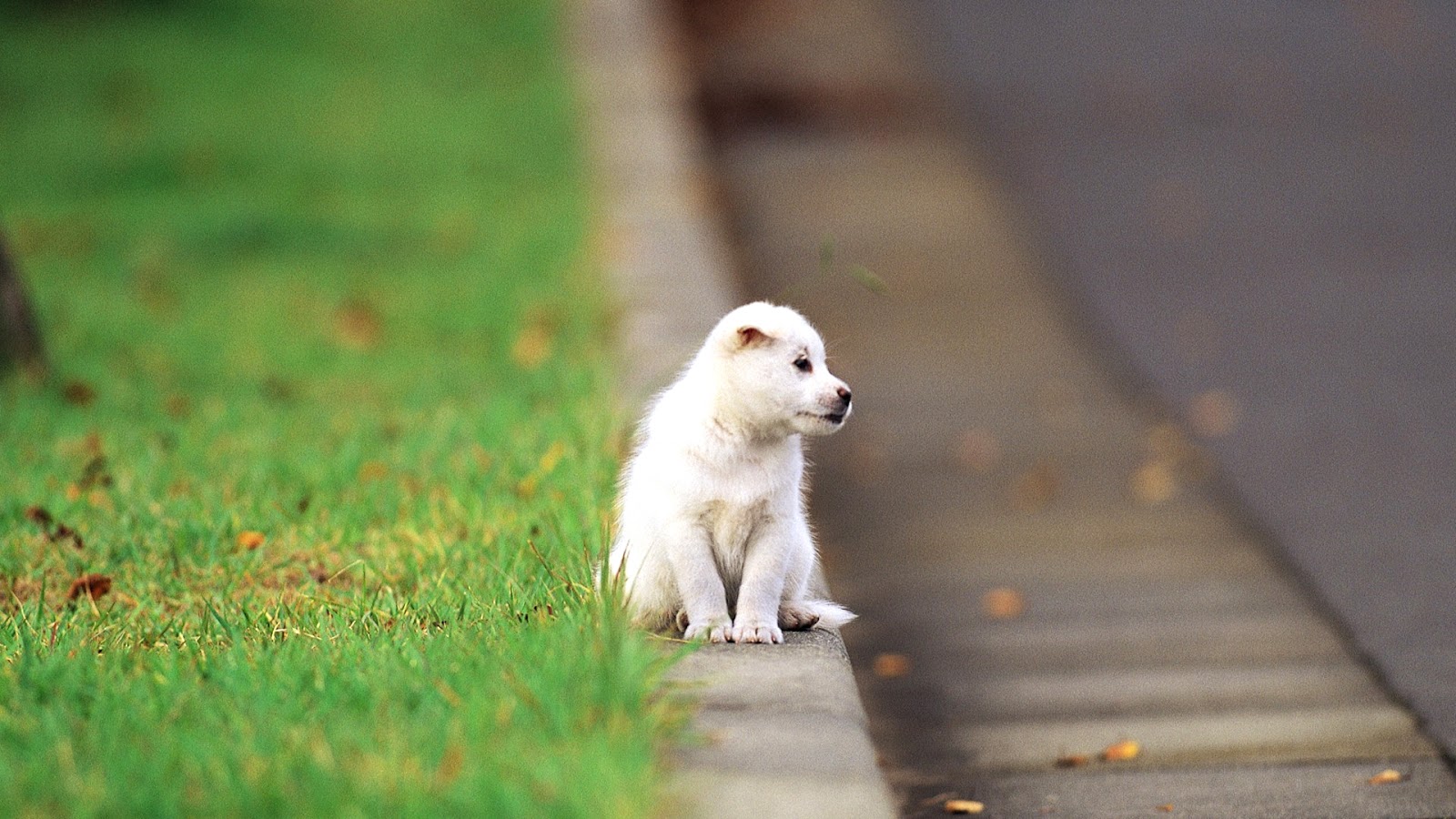 cute puppies backgrounds wallpaper