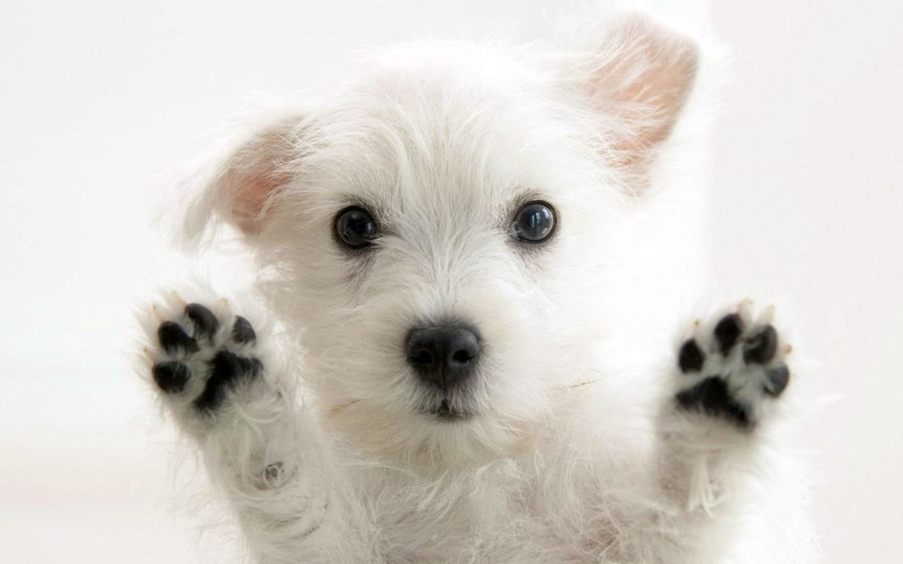 cute puppies for wallpapers