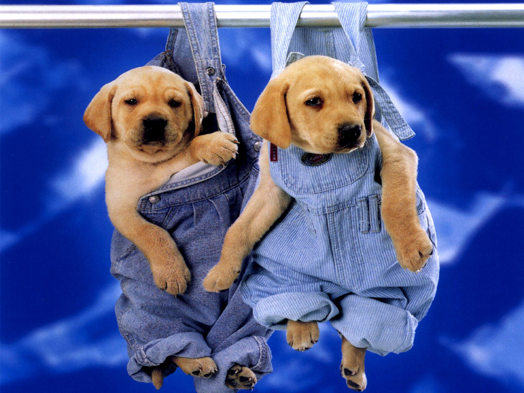 cute puppies pictures wallpapers