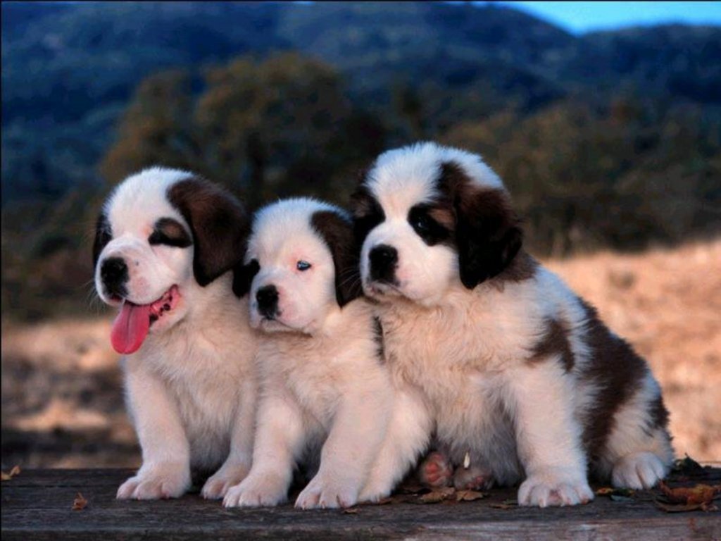 cute puppies wallpapers