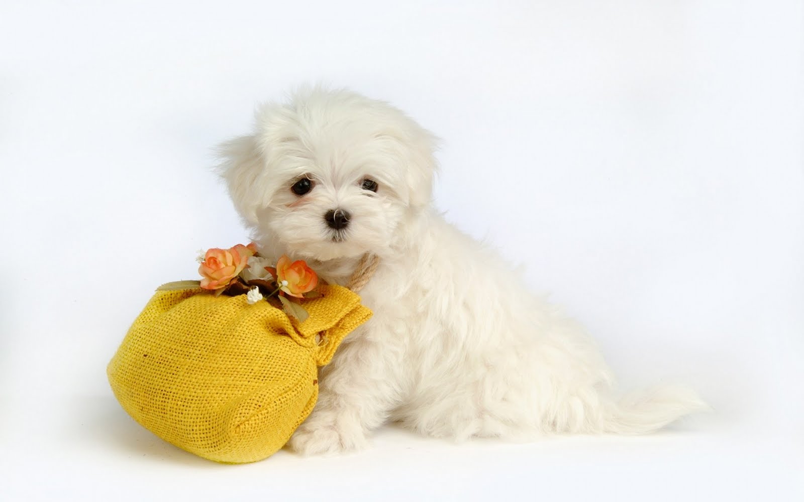 cute puppy background images dowload