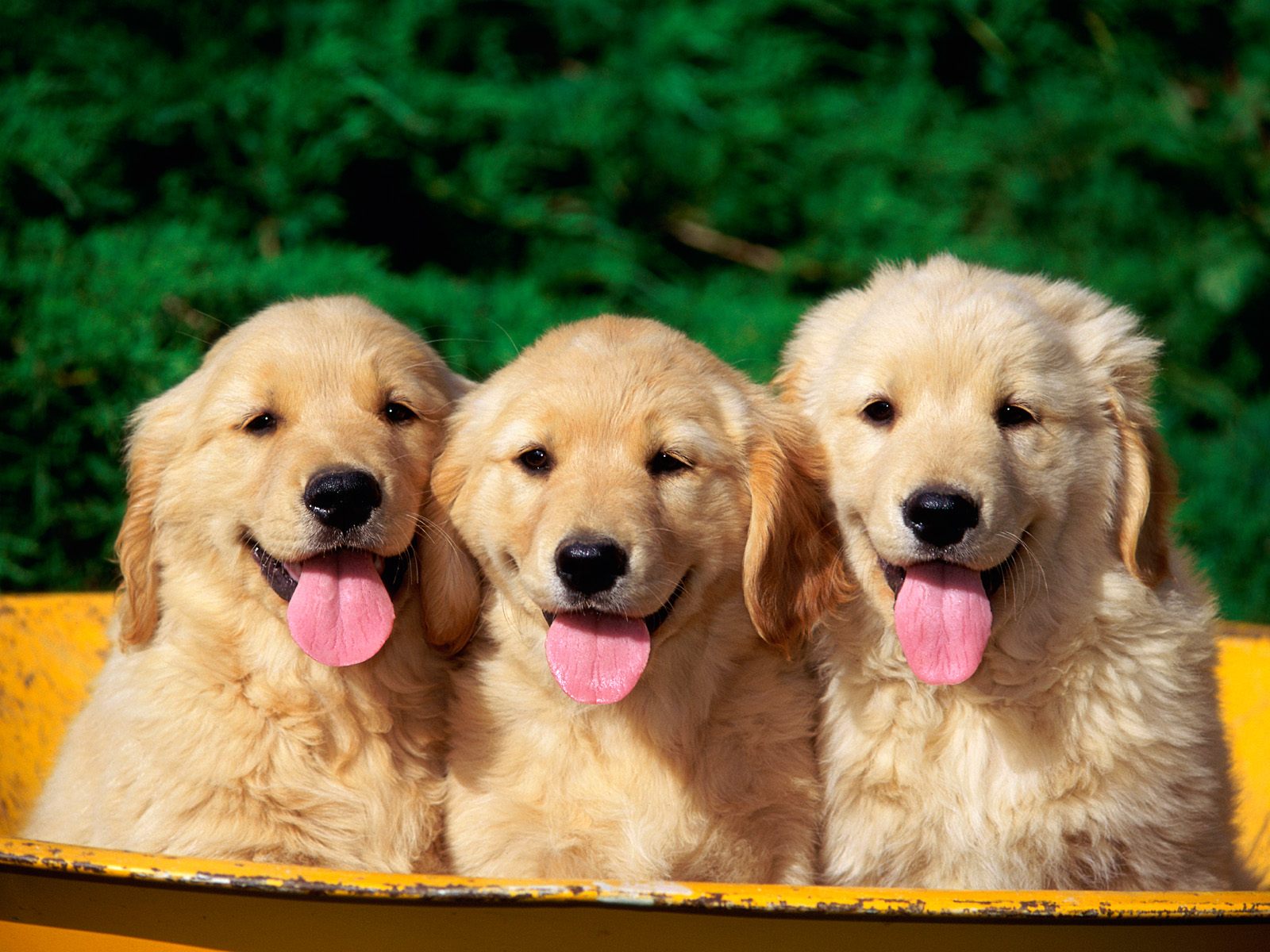 cute puppy background pictures wallpaper