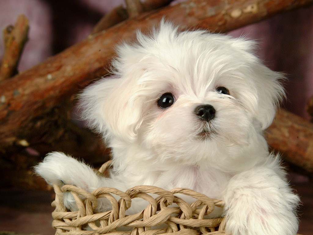 cute puppy background pictures