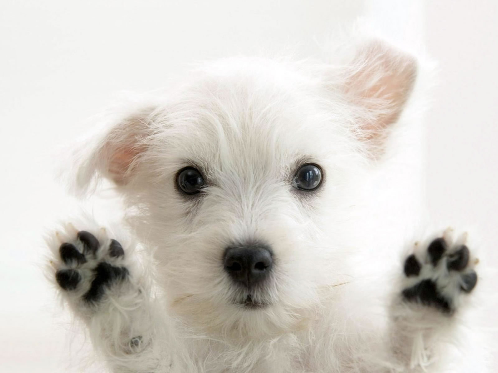 cute puppy background wallpaper
