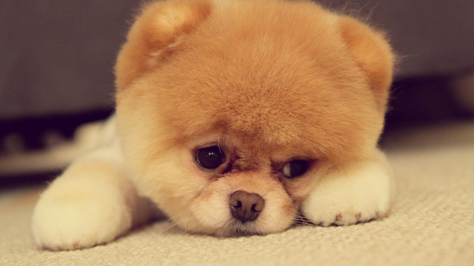 cute puppy backgrounds wallpaper