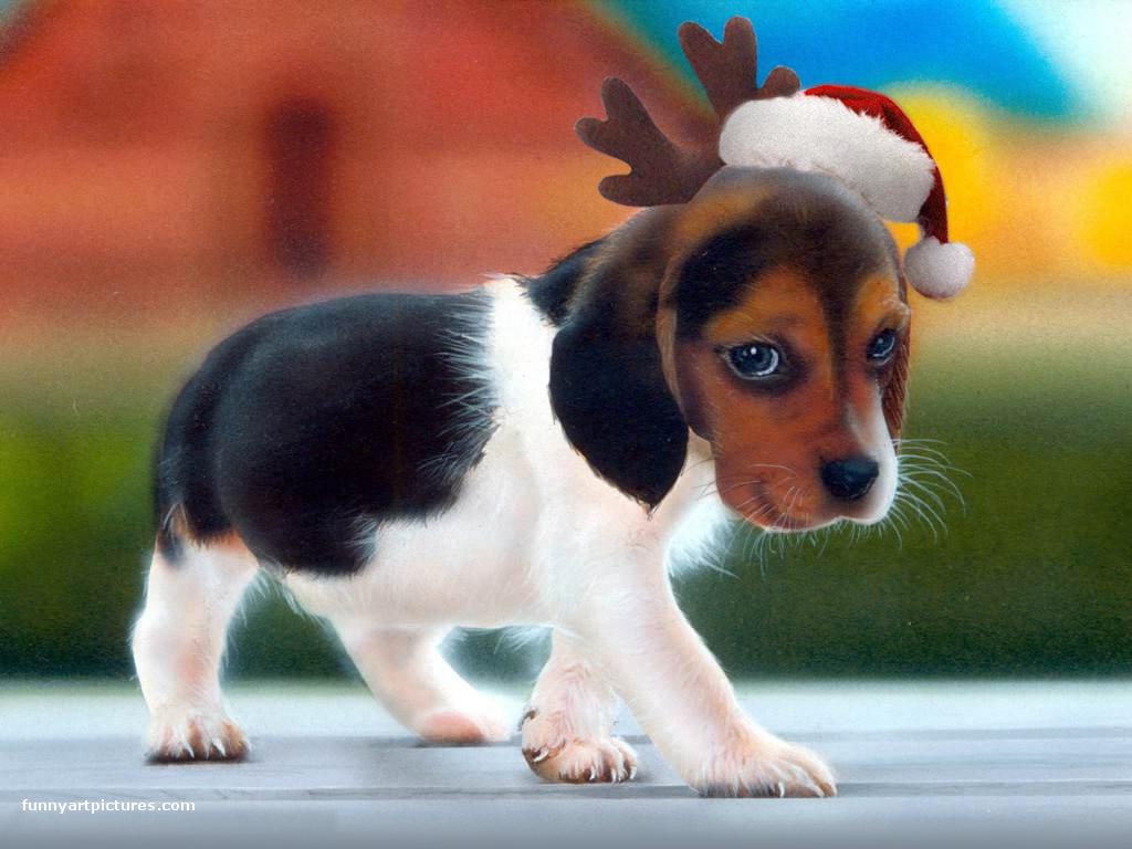cute puppy backgrounds
