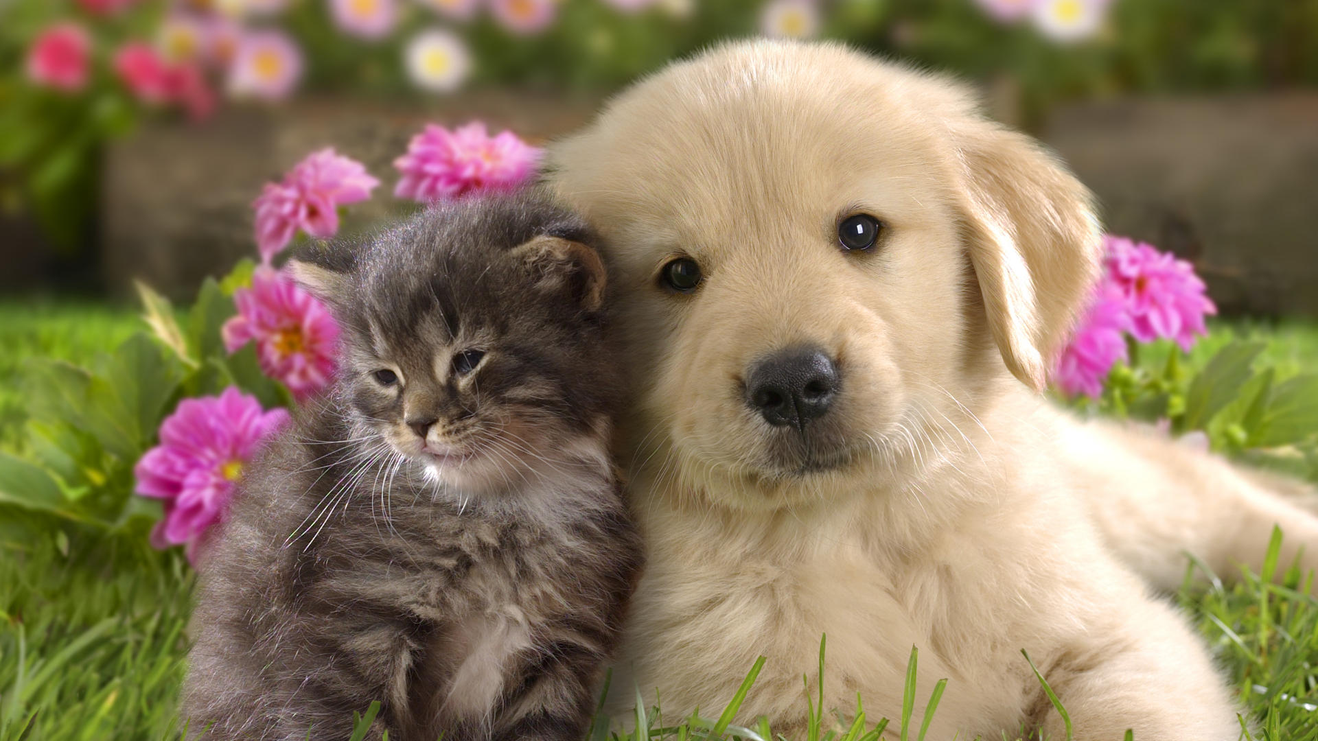 cute puppy desktop backgrounds wallpaper
