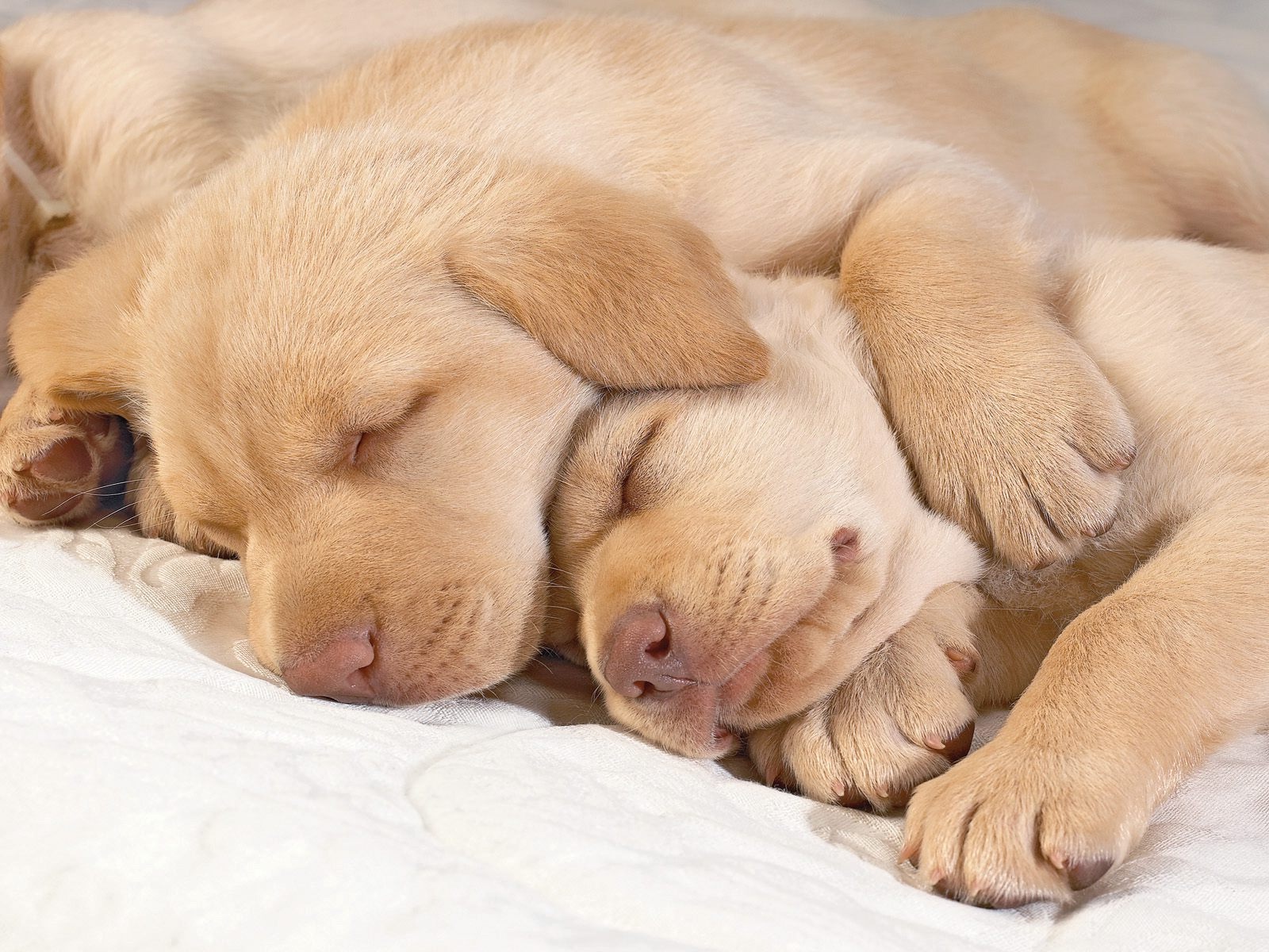 cute puppy free downloadwallpaper