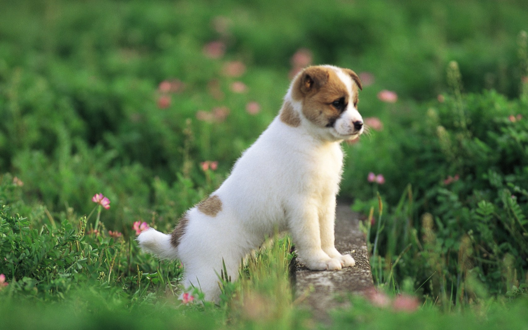 cute puppy hd wallpapers