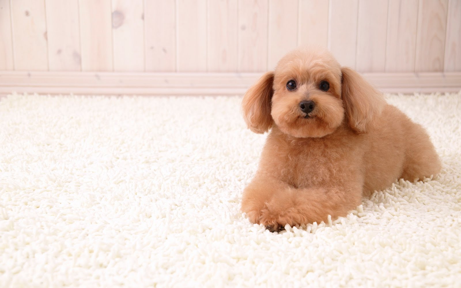 cute puppy images images dowload