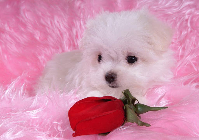 cute puppy wallpapers free download