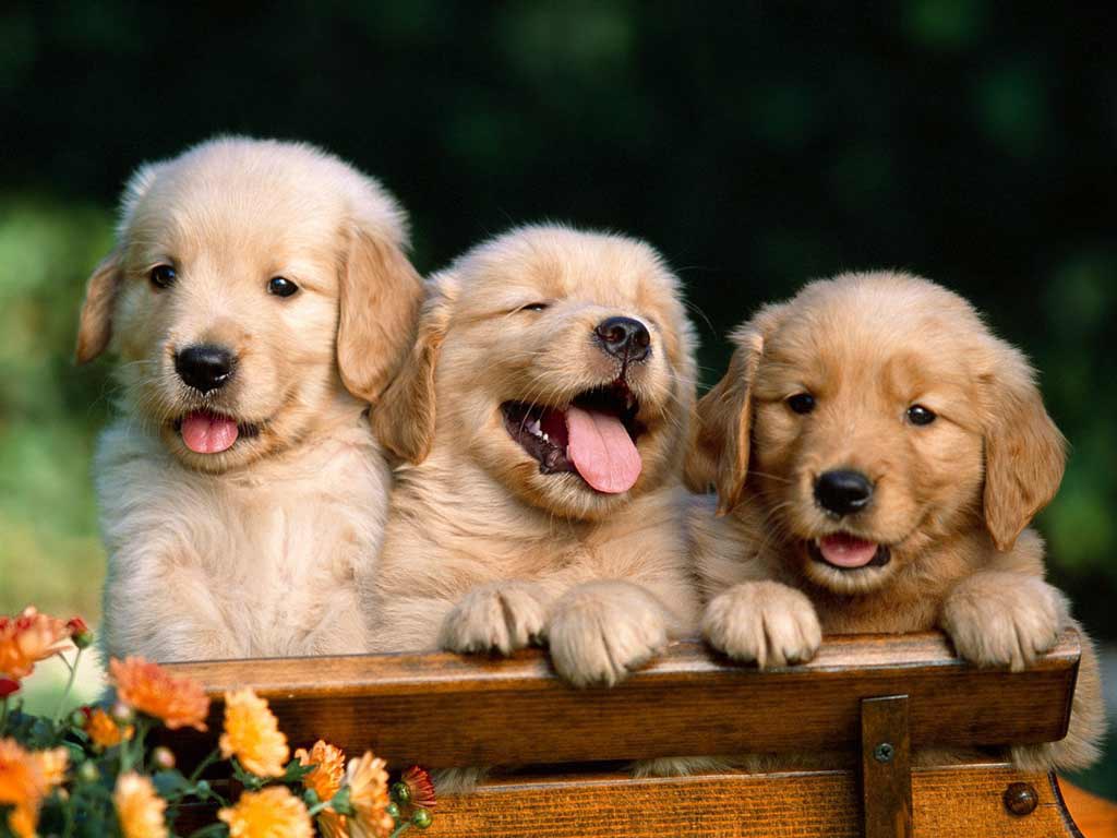 cute puppy wallpapers