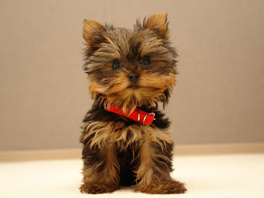 cute wallpapers of puppies
