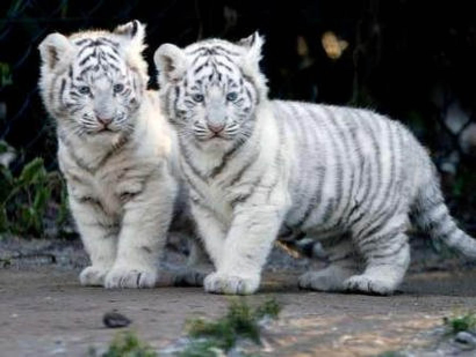 cute white tiger pictures wallpaper