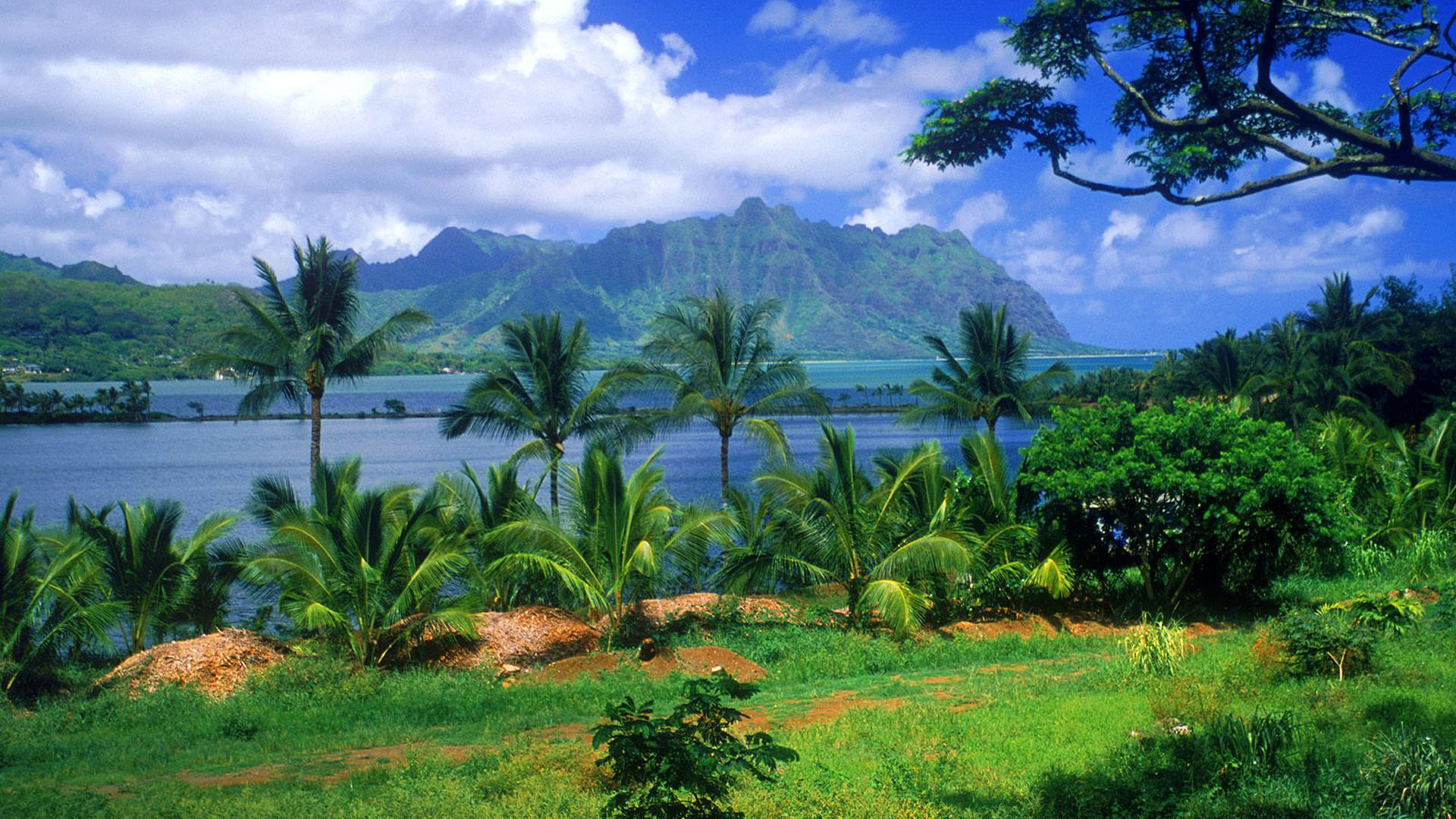 desktop 1080p hd wallpaper nature dowload