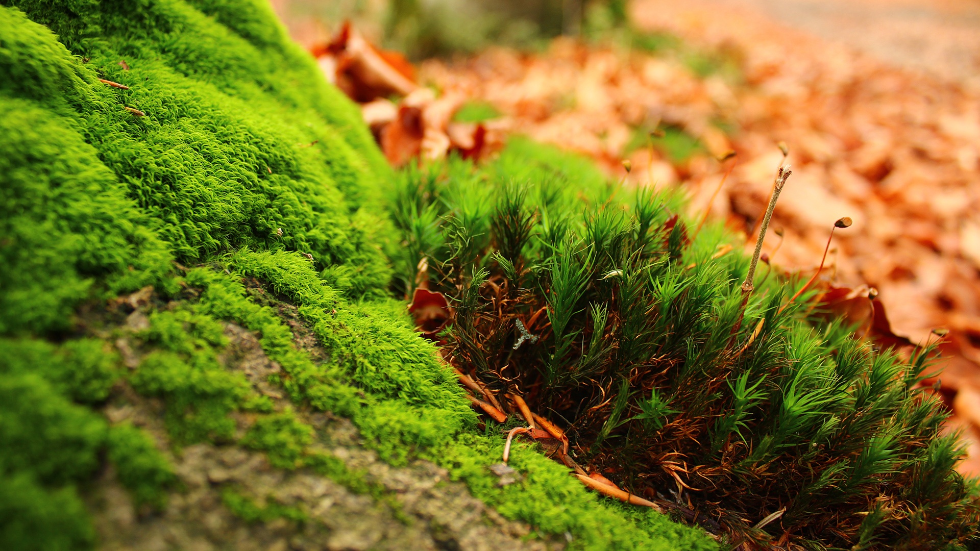 desktop 1080p wallpaper nature dowload