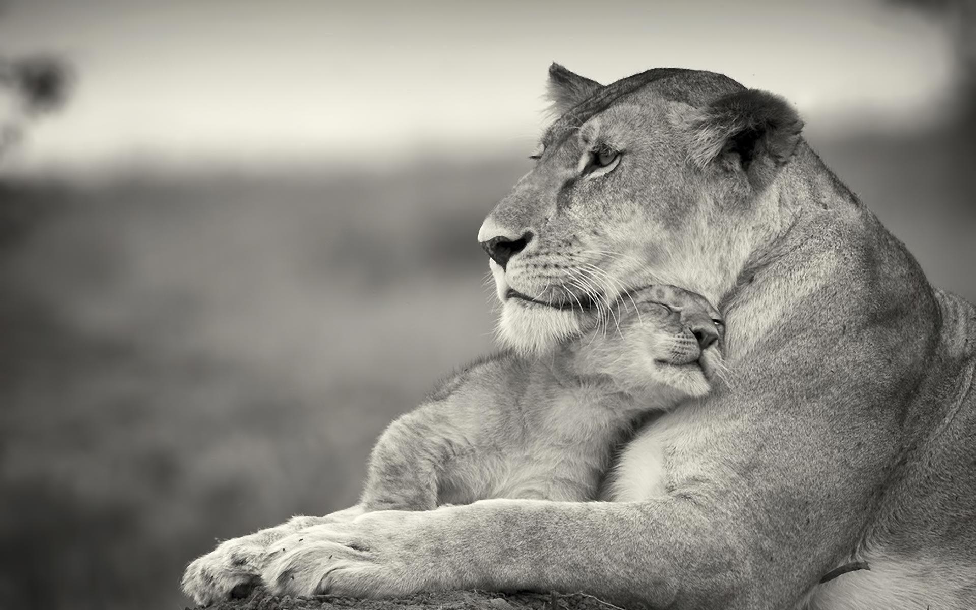 desktop all big cats images dowload