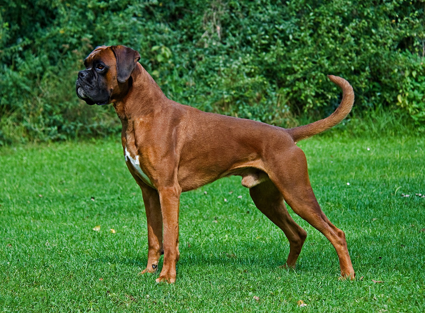 desktop american boxer dog images dowload