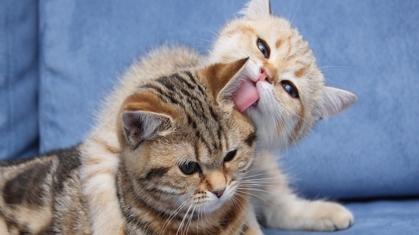 desktop animated cat wallpaper dowload