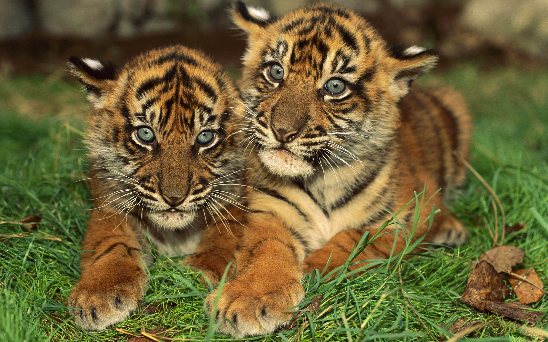 desktop baby big cats pictures dowload
