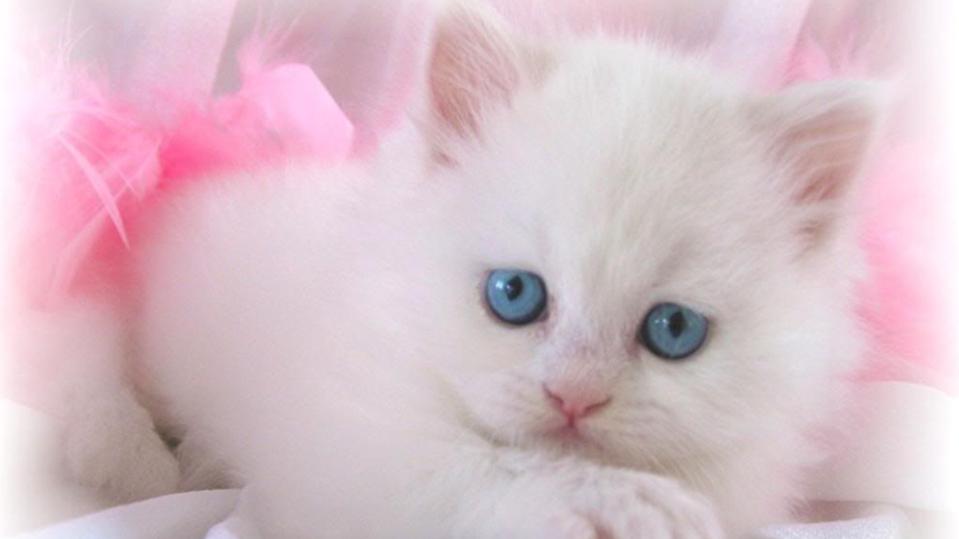 desktop baby cats images cute dowload