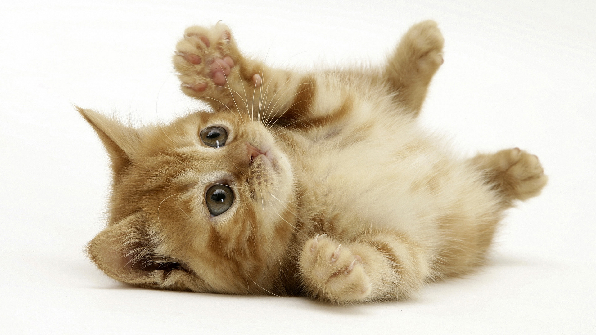 desktop baby cats images dowload