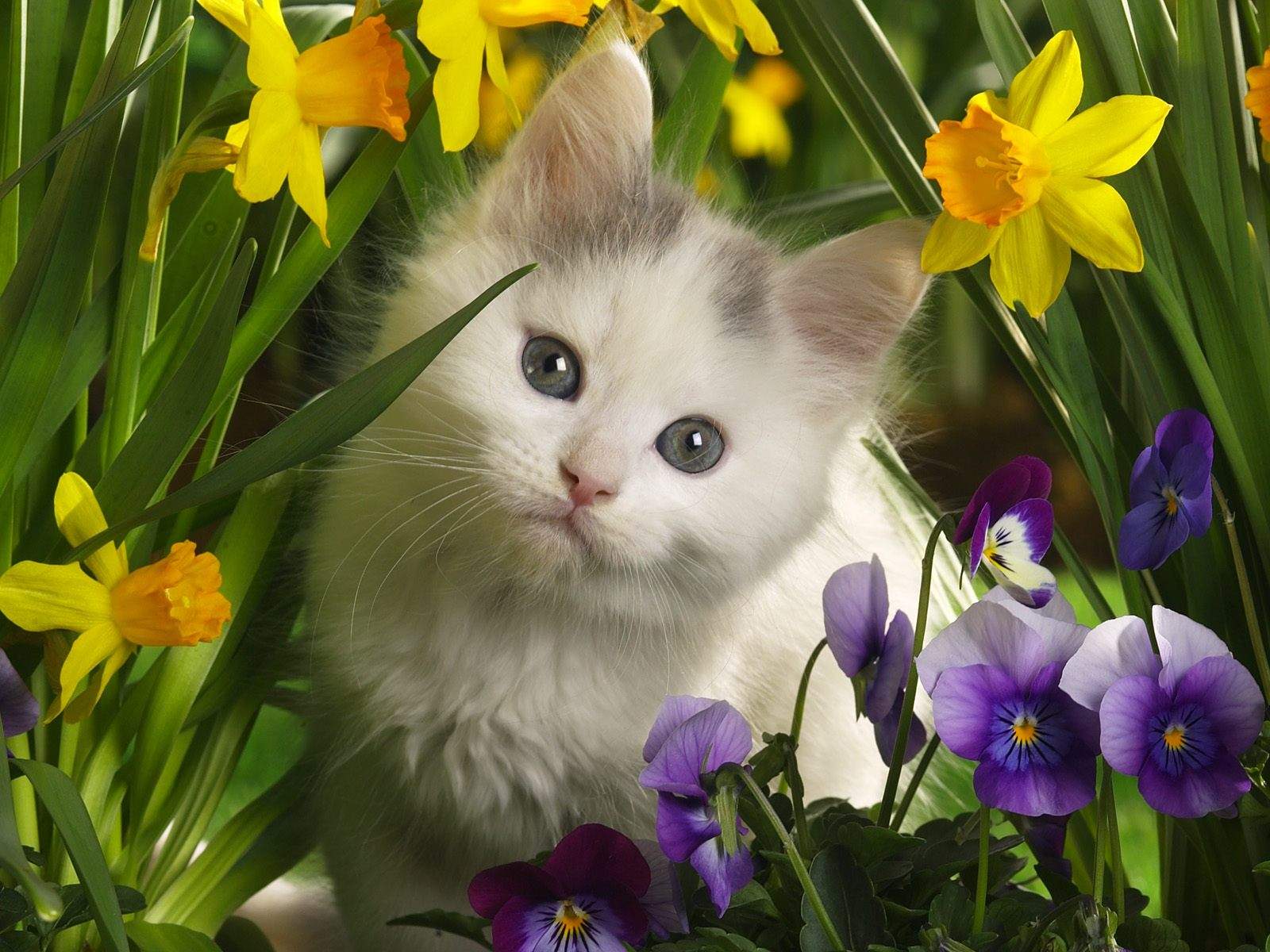 desktop baby cats photos dowload