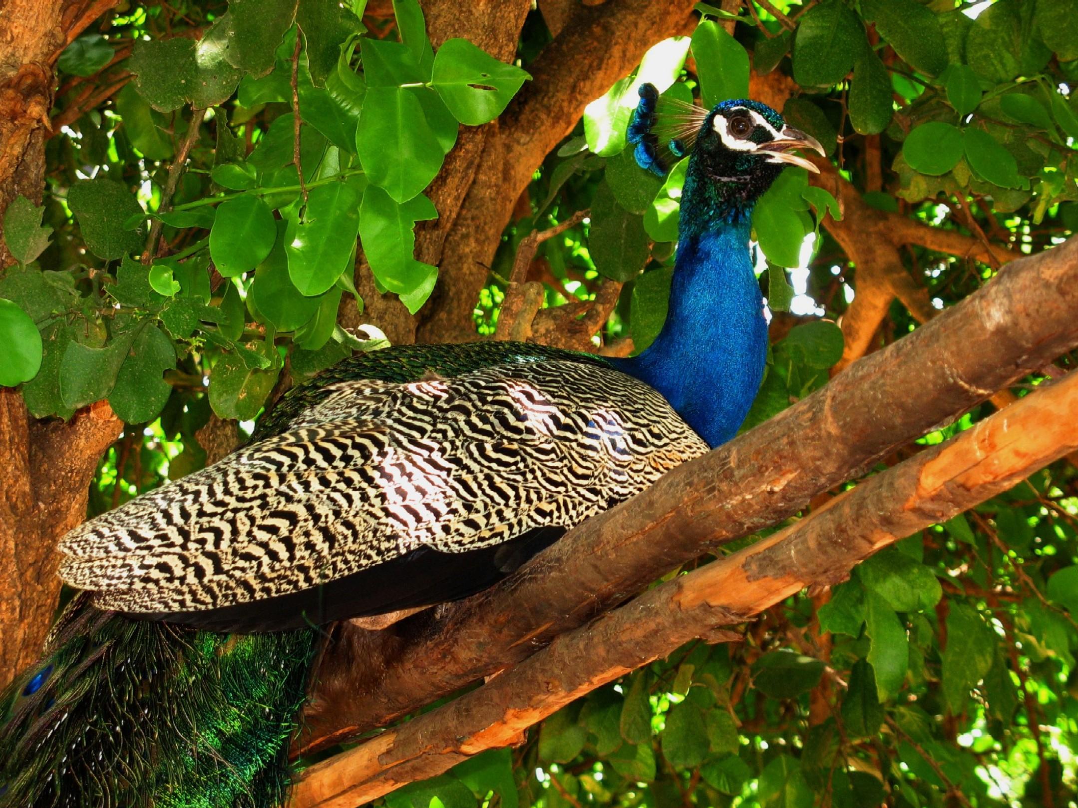desktop background peacock dowload