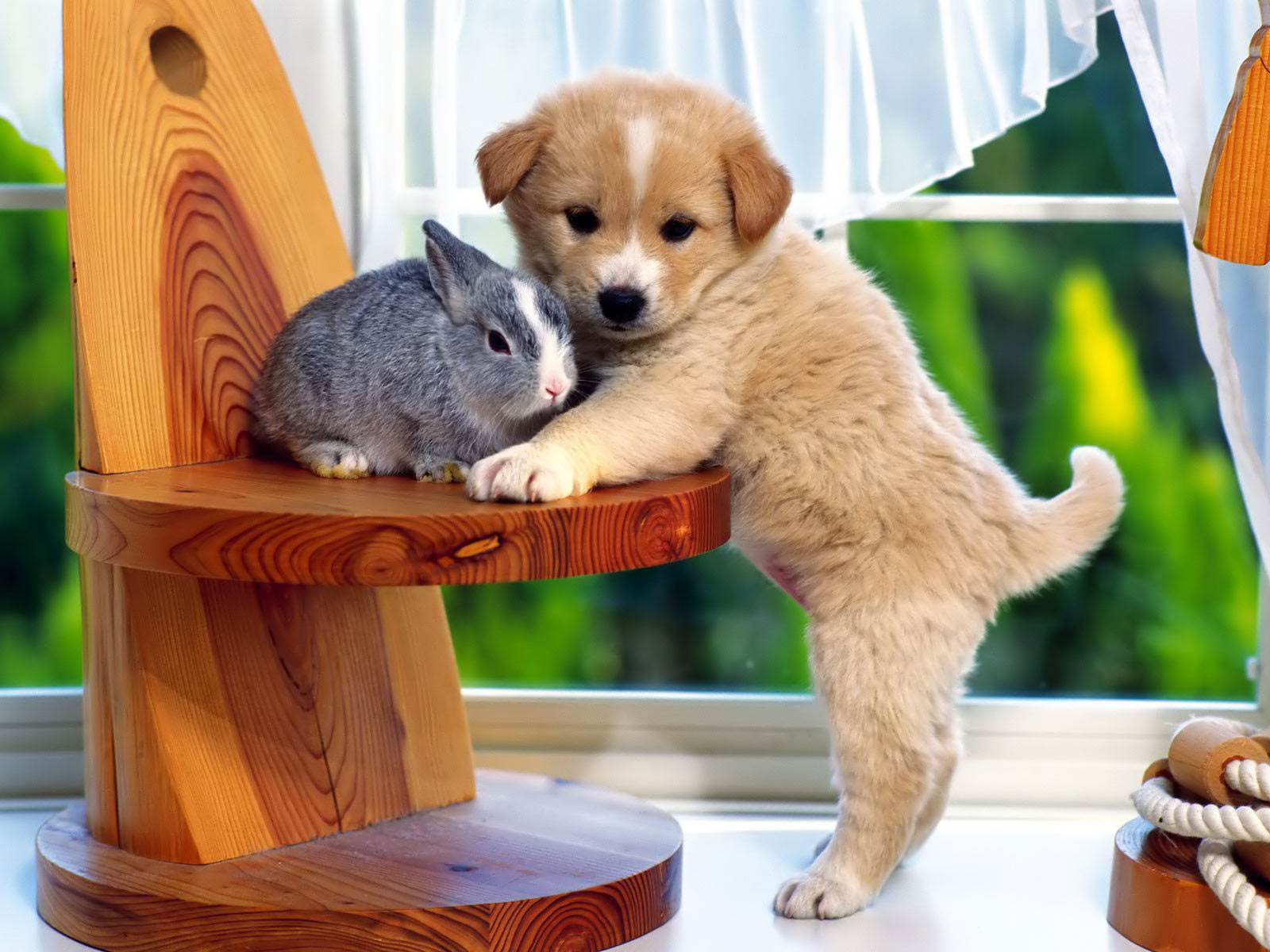 desktop background puppies wallpaper