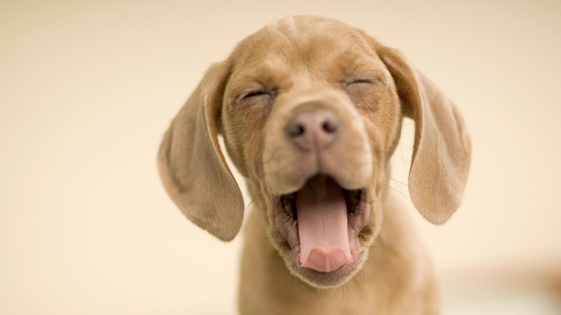 desktop background puppies
