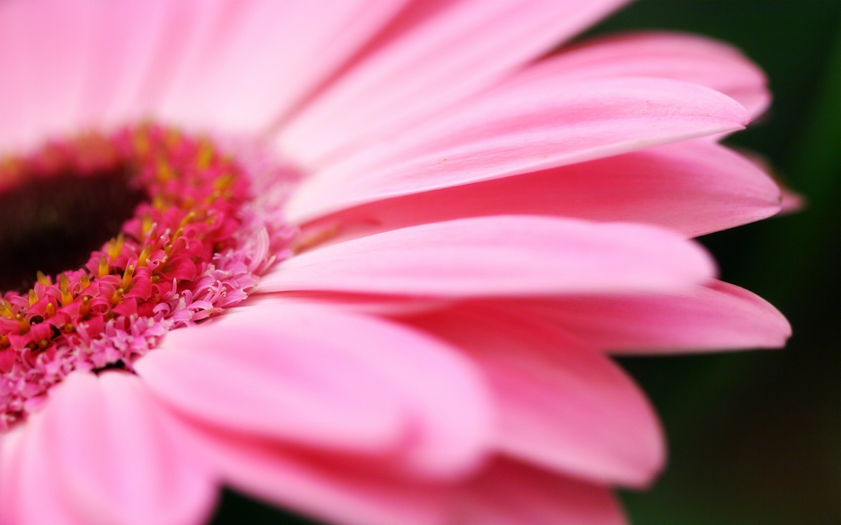 desktop backgrounds pink dowload