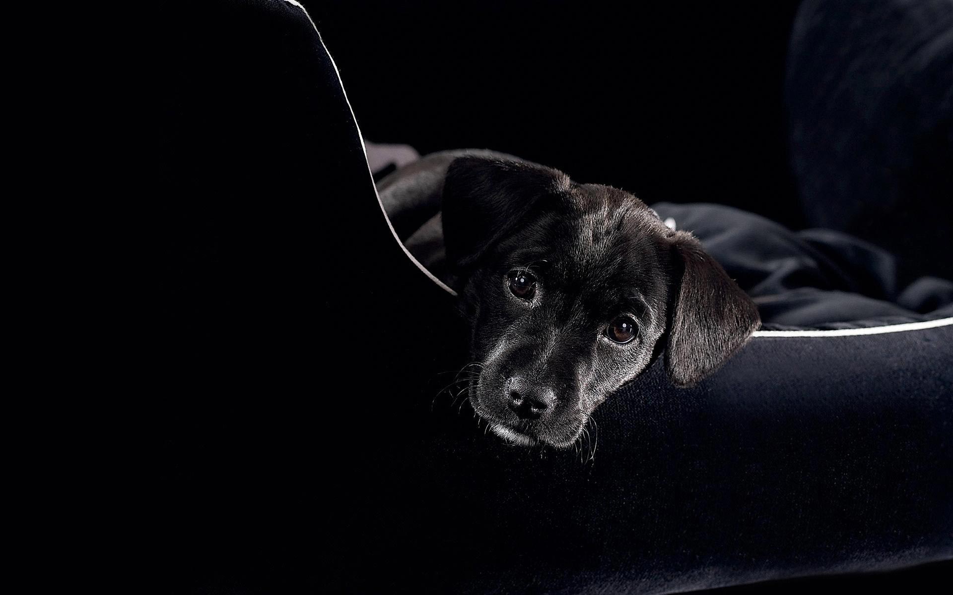 desktop backgrounds puppies wallpaper