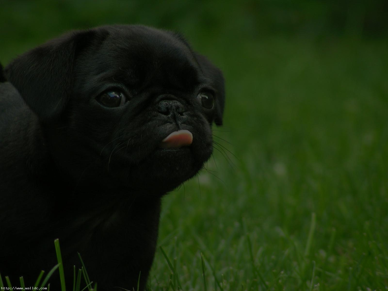desktop backgrounds puppies