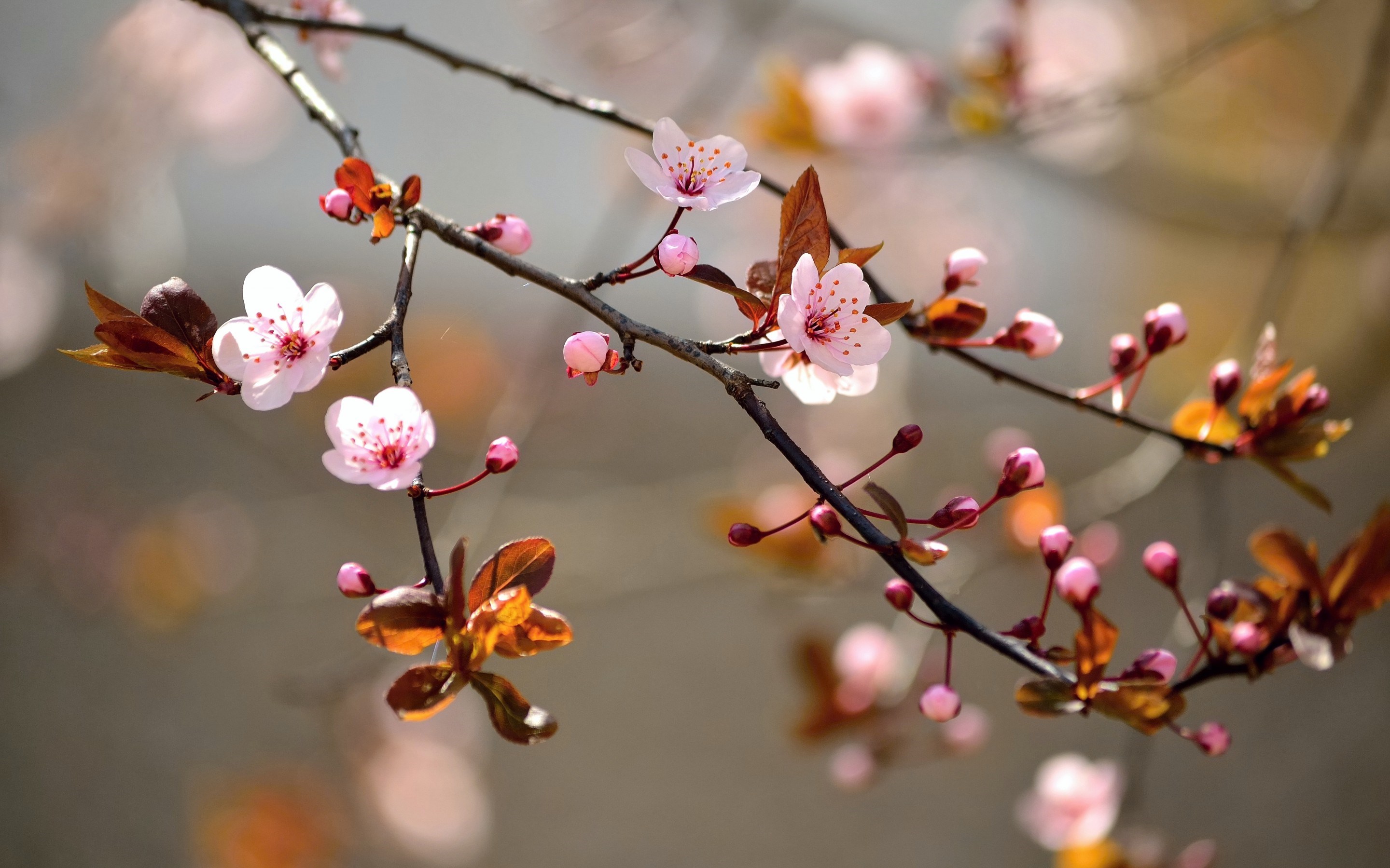 desktop beautiful nature wallpapers hd dowload