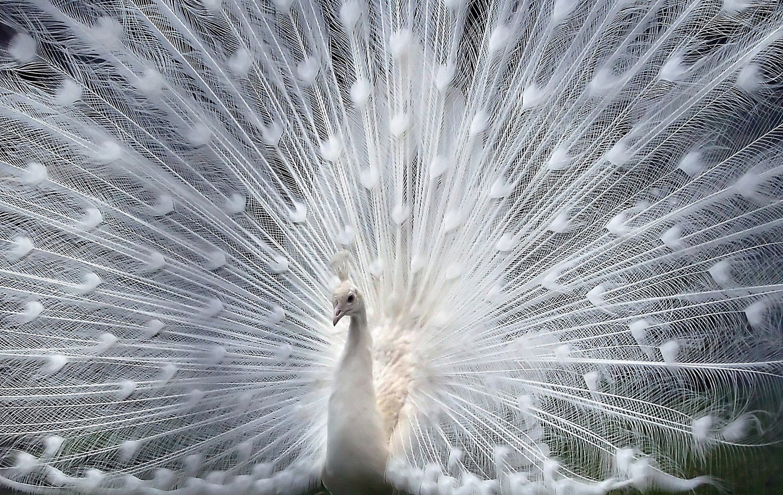 desktop beautiful peacock pictures dowload