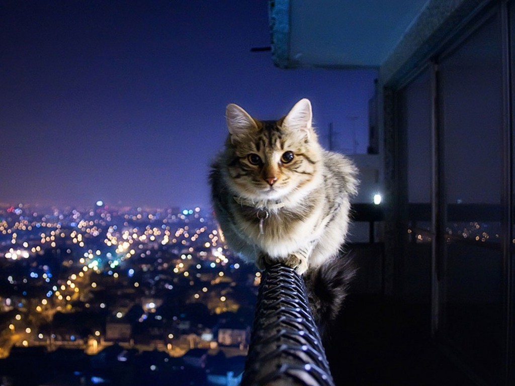 desktop beautiful pics of cats wallpaper
