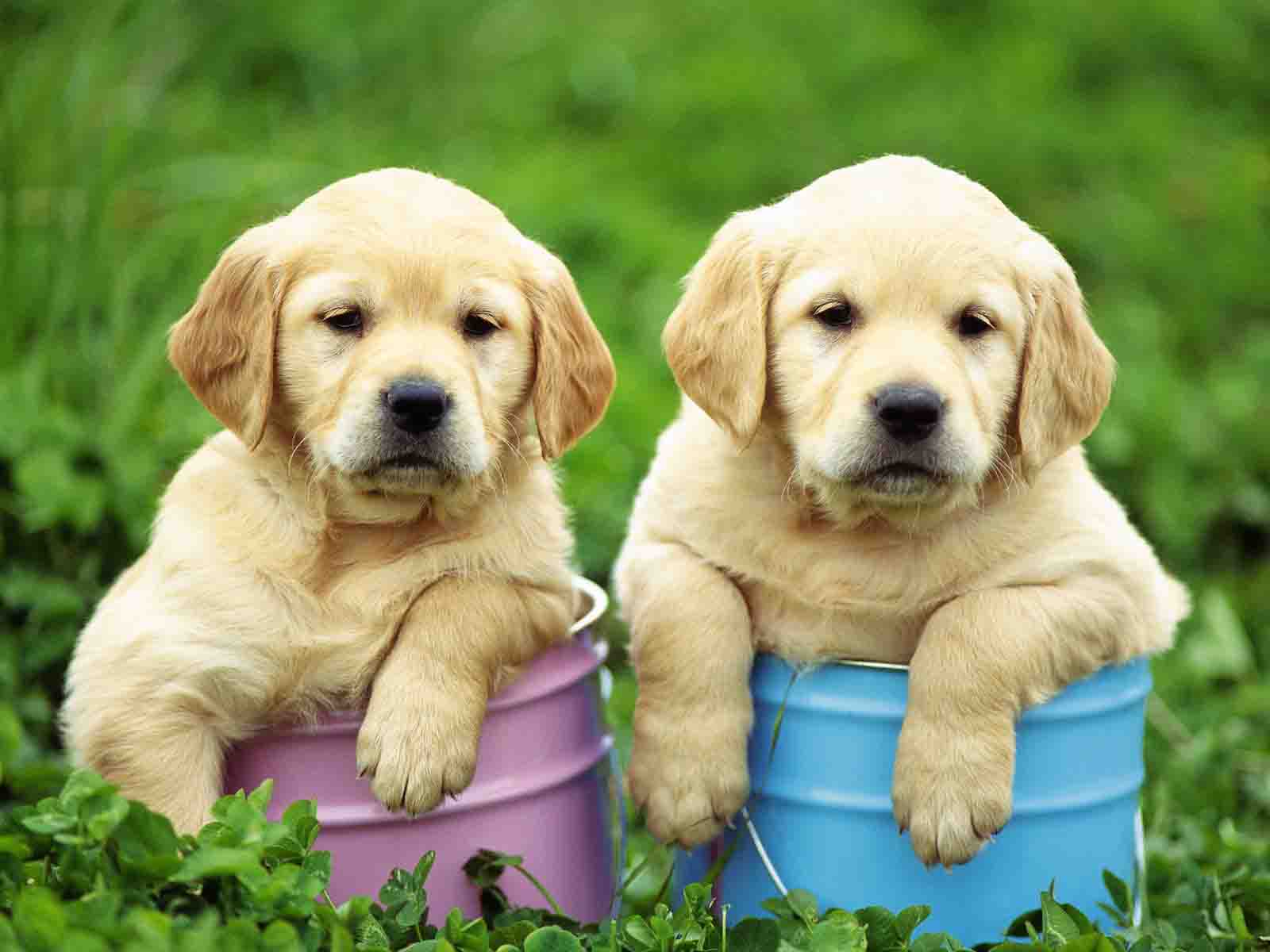 desktop beautiful puppy images dowload